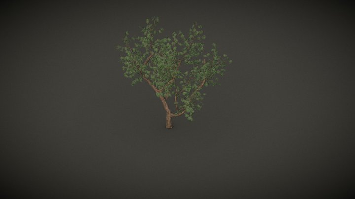 Eucalyptus Tree 3D Model