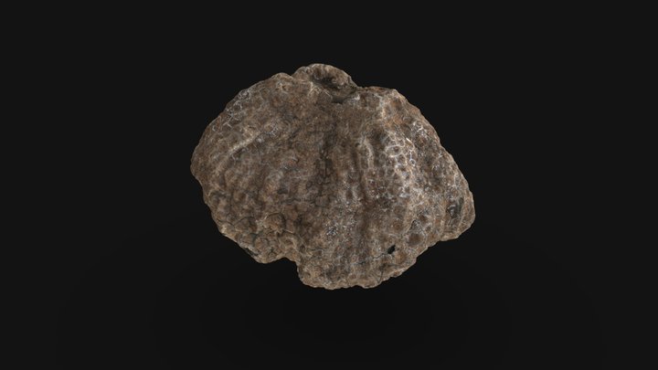 Hydnora abyssinica 3D Model
