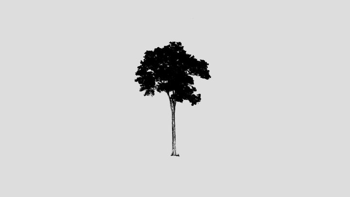 Tree in Gilé National Park, Moçambique. 3D Model