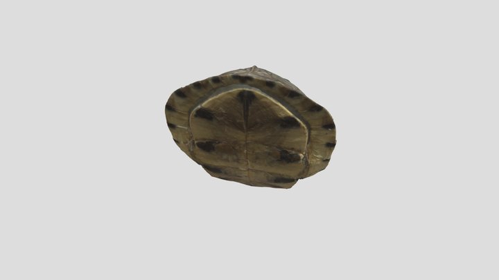 Amboina Box turtle (Cuora amboinensis) 3D Model