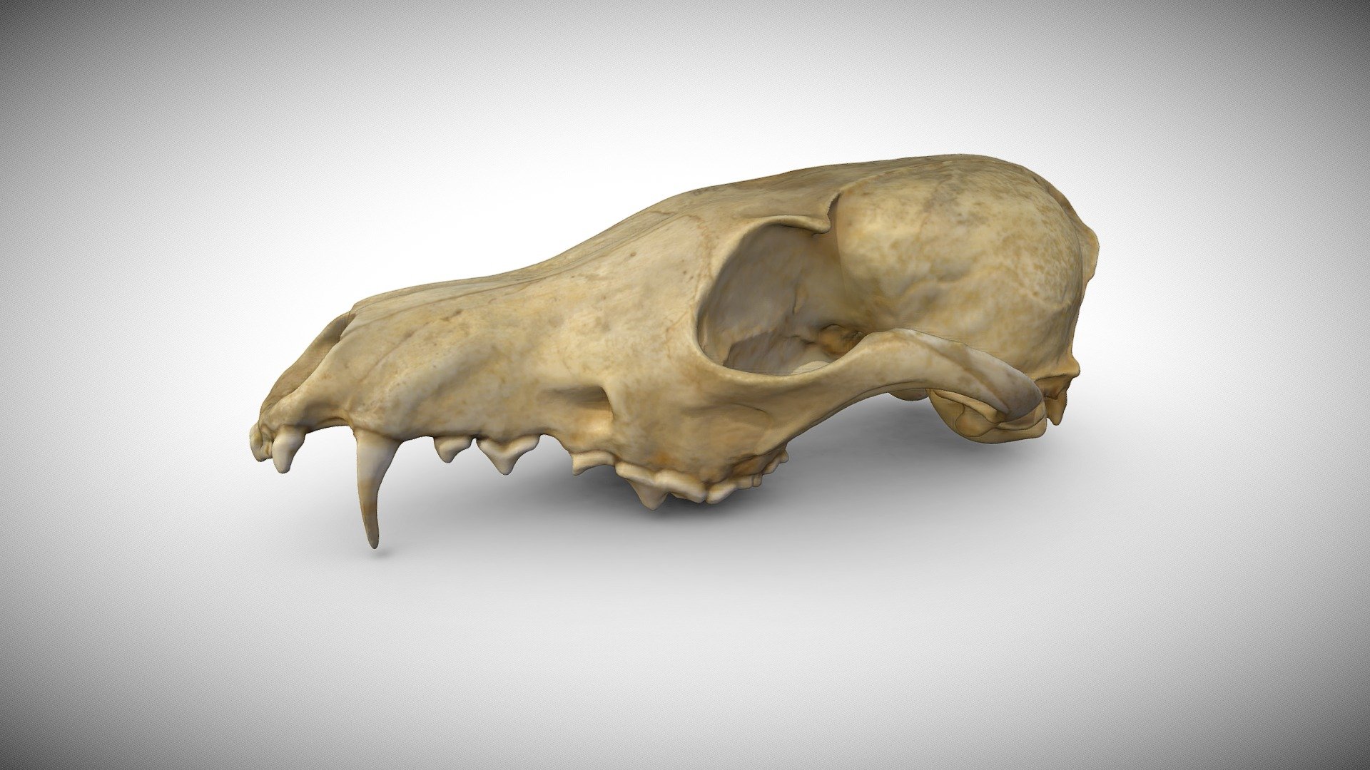 Red Fox's Vulpes vulpes Skull