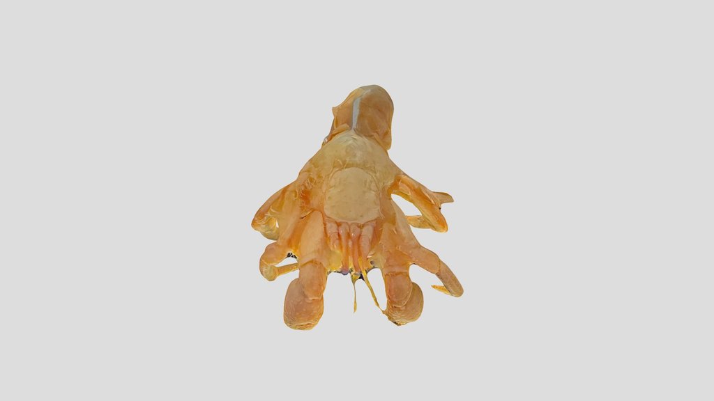 Caranguejo-eremita sem concha (Coenobita sp.)