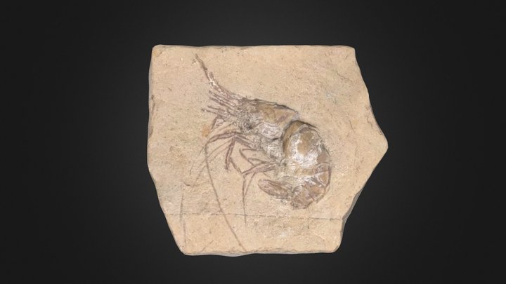 Fossil Shrimp 3D Model