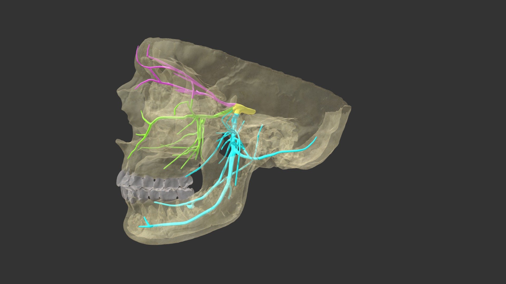 Trigeminal Nerve - 3D model by galejustin (@galejustin) [b230783]