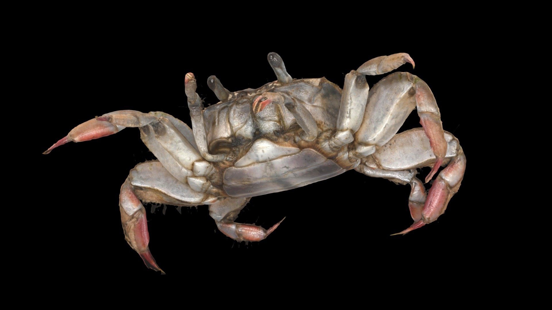 アリアケガニ ♀ Manicure Crab, Cleistostoma dilatatum