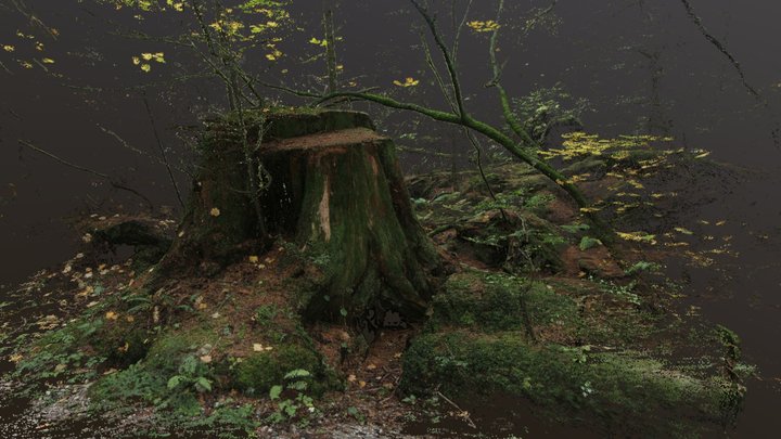 tree "maybe last" - point cloud 3D Model