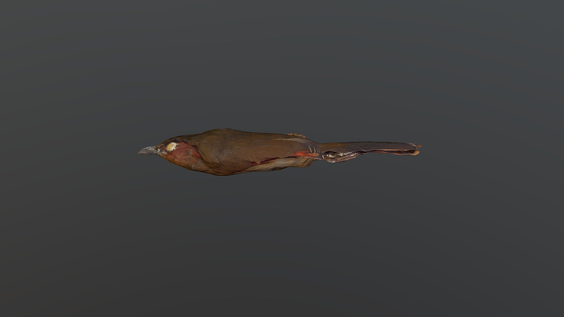 Crimson-faced Liocichla - Liocichla phoenicea