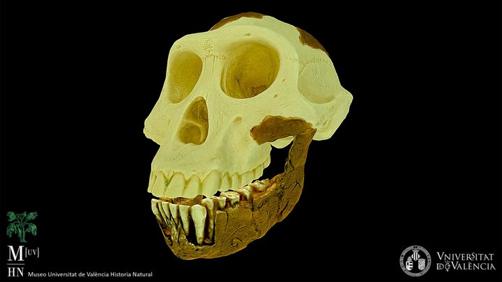 Australopithecus afarensis (réplica) 3D Model