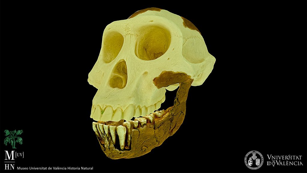 Australopithecus afarensis skull (cast)