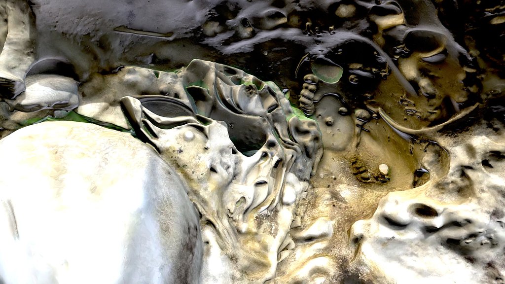 Fossilized Shells in Limestone