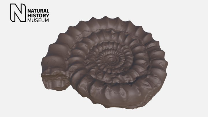 Ammonite – Kostenloses 3D-Modell STL