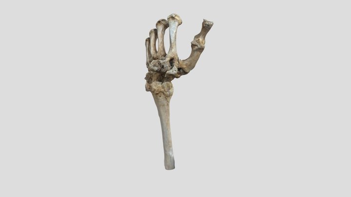 Fused Hand Complete 3D Model