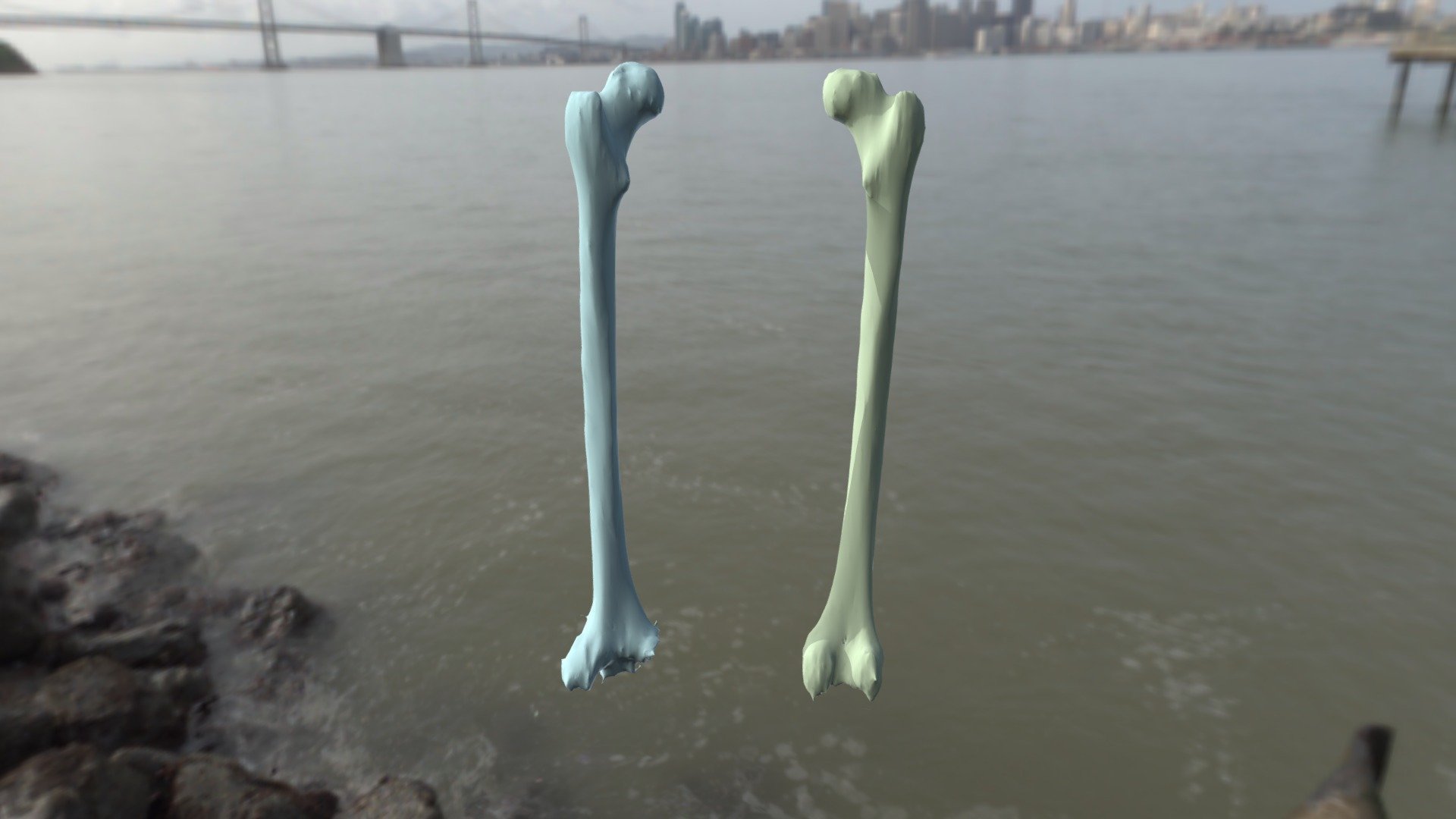 R&L Femur Segmentations - Download Free 3D model by isabellamattingly ...