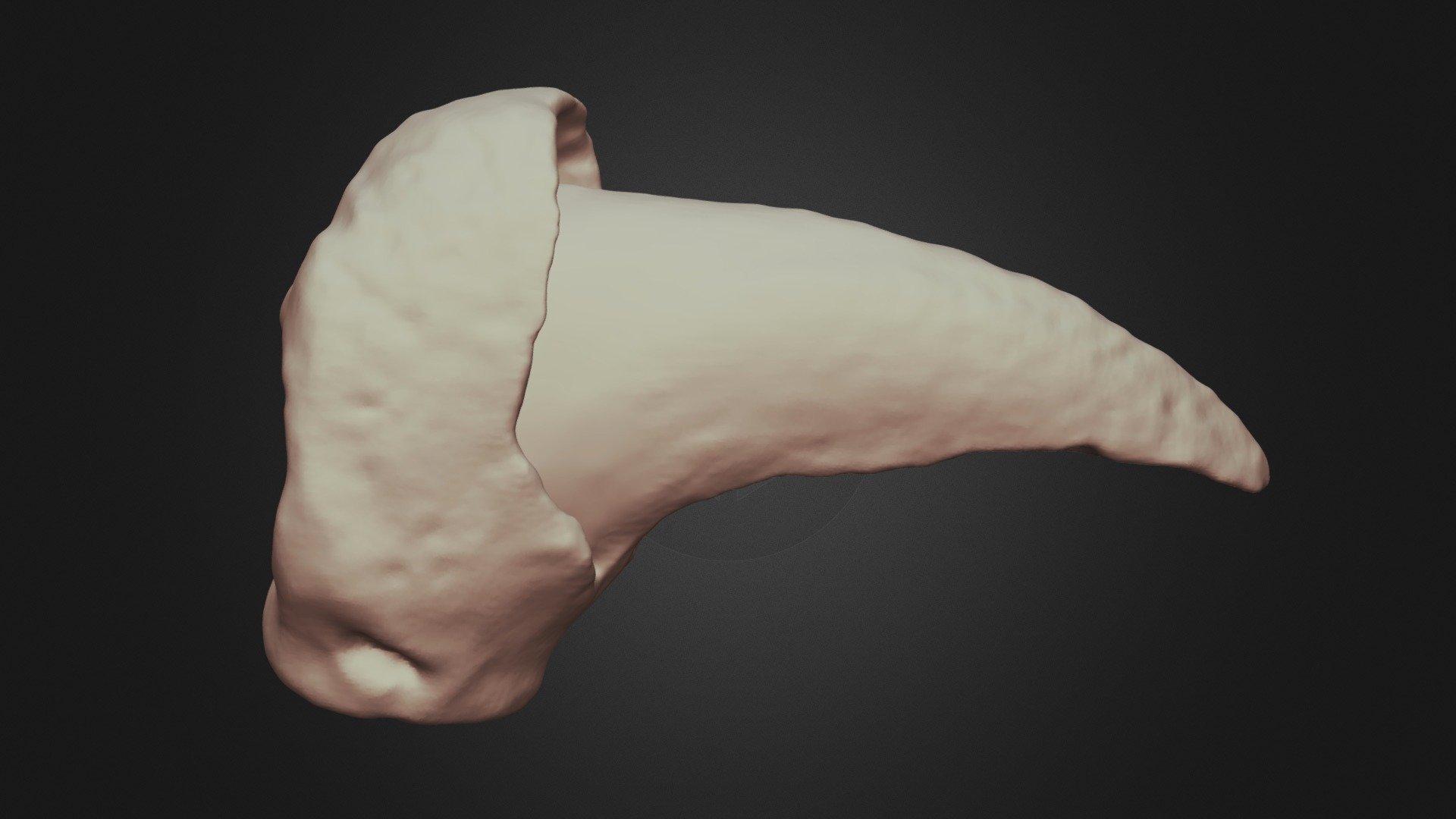 Ursus americanus Left Ring Distal Phalanx - 3D model by Lakehead ...