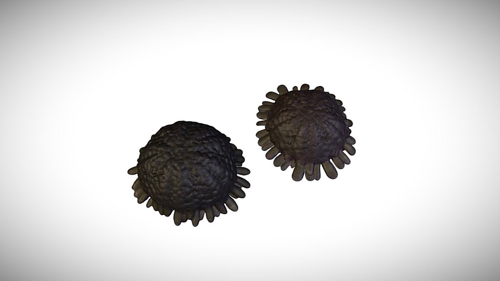 Colobocentrotus atratus / CASIZ 91256 3D model by California Academy