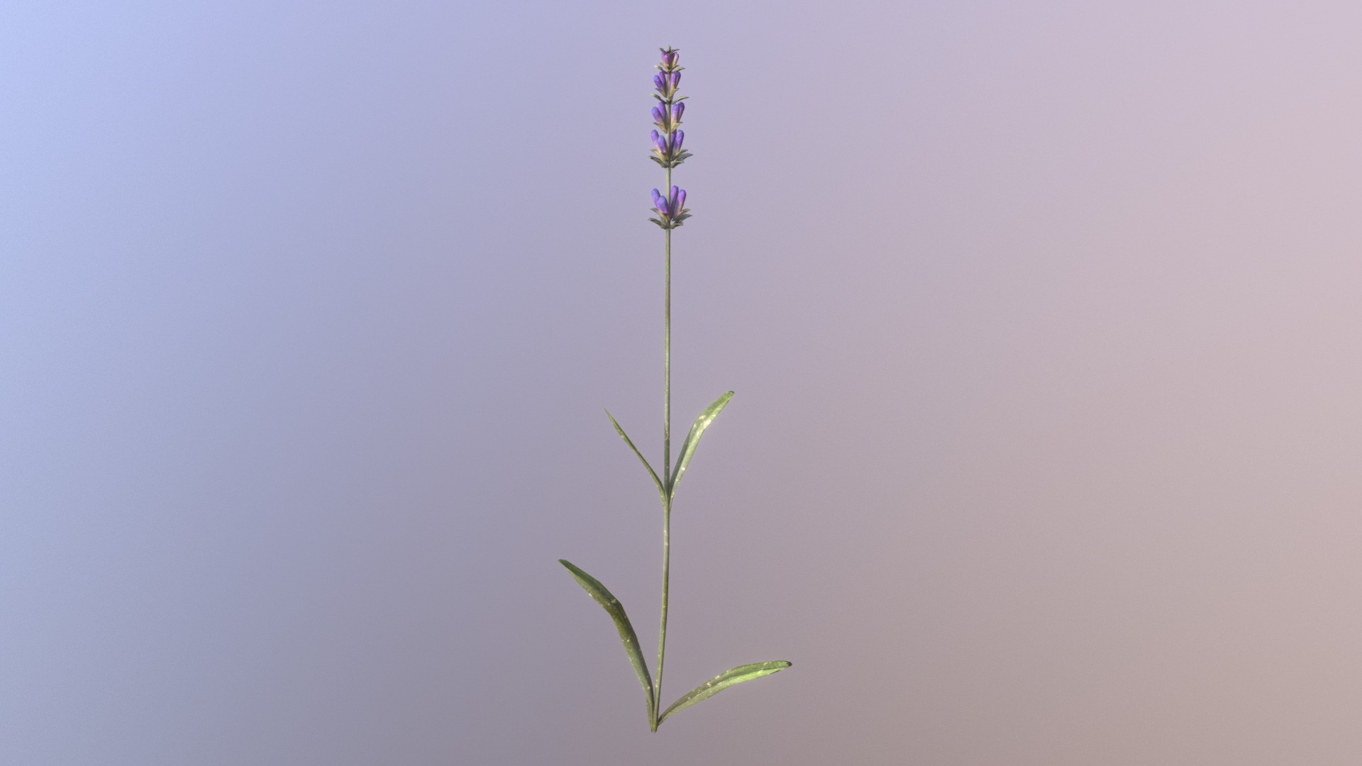 3D model Lavender - This is a 3D model of the Lavender. The 3D model is about a purple flower on a green stem.