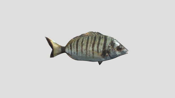 Fish – Free 3D Model STL