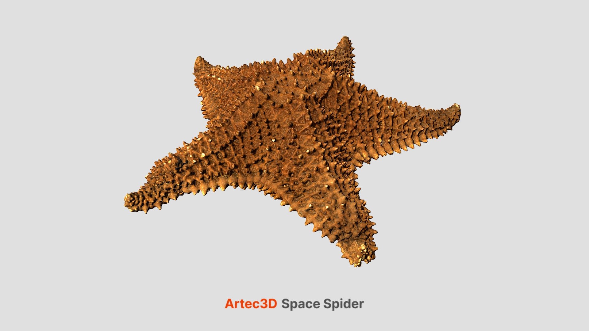 Starfish | Free 3D model | Professional 3D scanning solutions