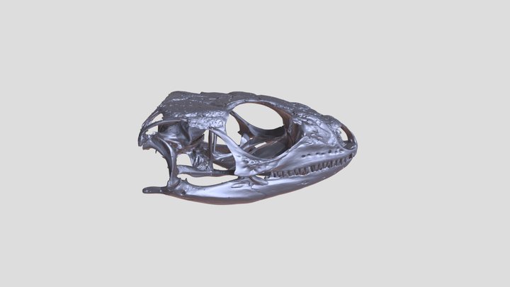 Skull of Timon lepidus (ocellated lizard) 3D Model