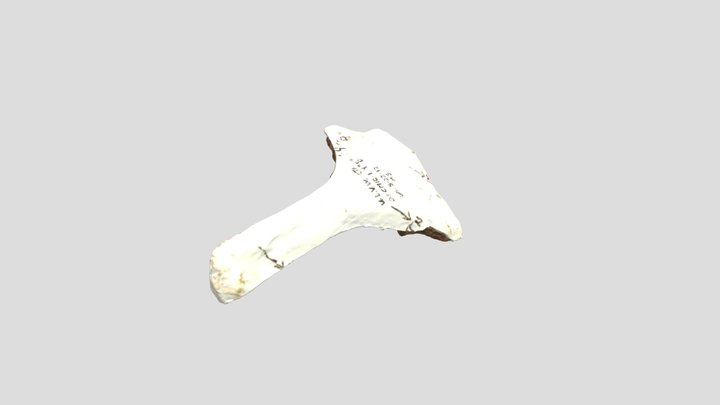 Mammuthus sp. -Thoracic vertebra 3D Model