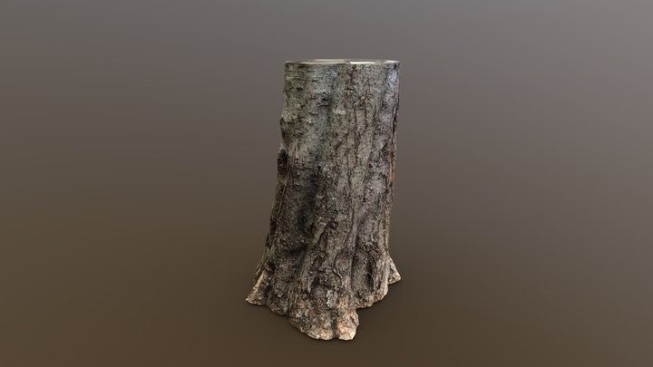 Huge Hackberry - Photogrammetry Scan – Modèle 3D gratuit STL