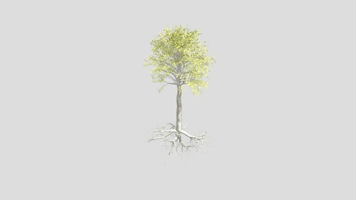 birch fungi root 3D Model