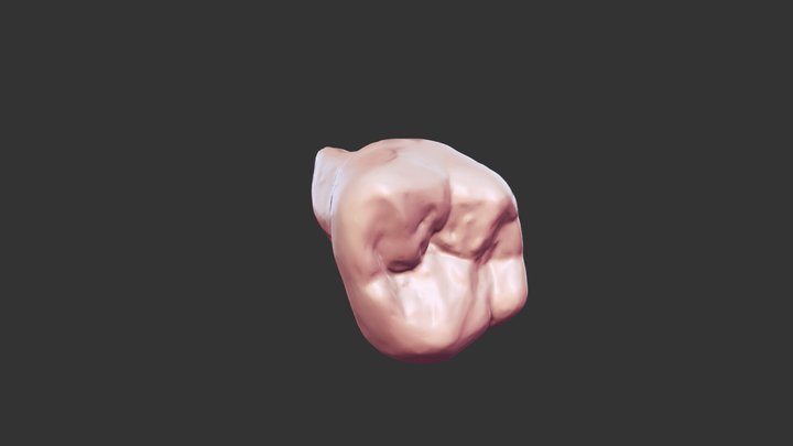 #15 Anatomy 3D Model
