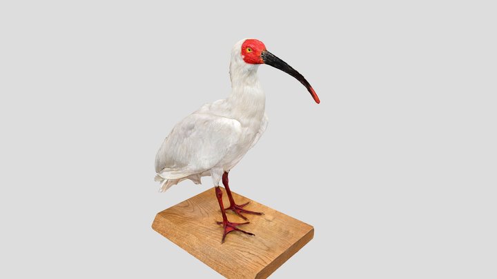 剥製標本　鹿島路のトキ 3D Model