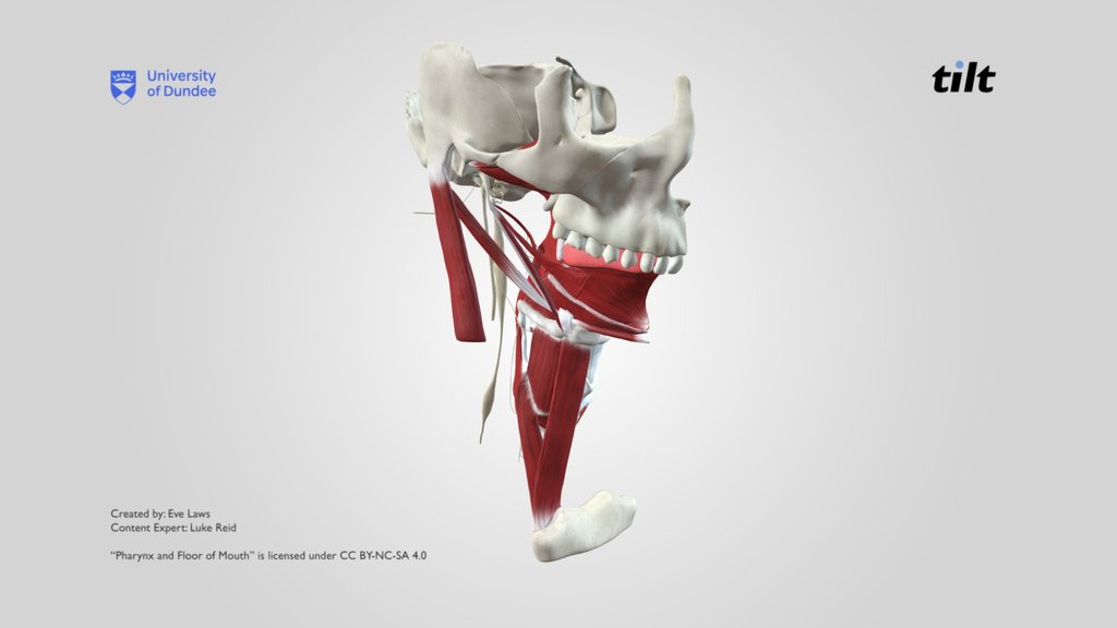 Anatomy - A 3D Model Collection By Annanadianysz - Sketchfab