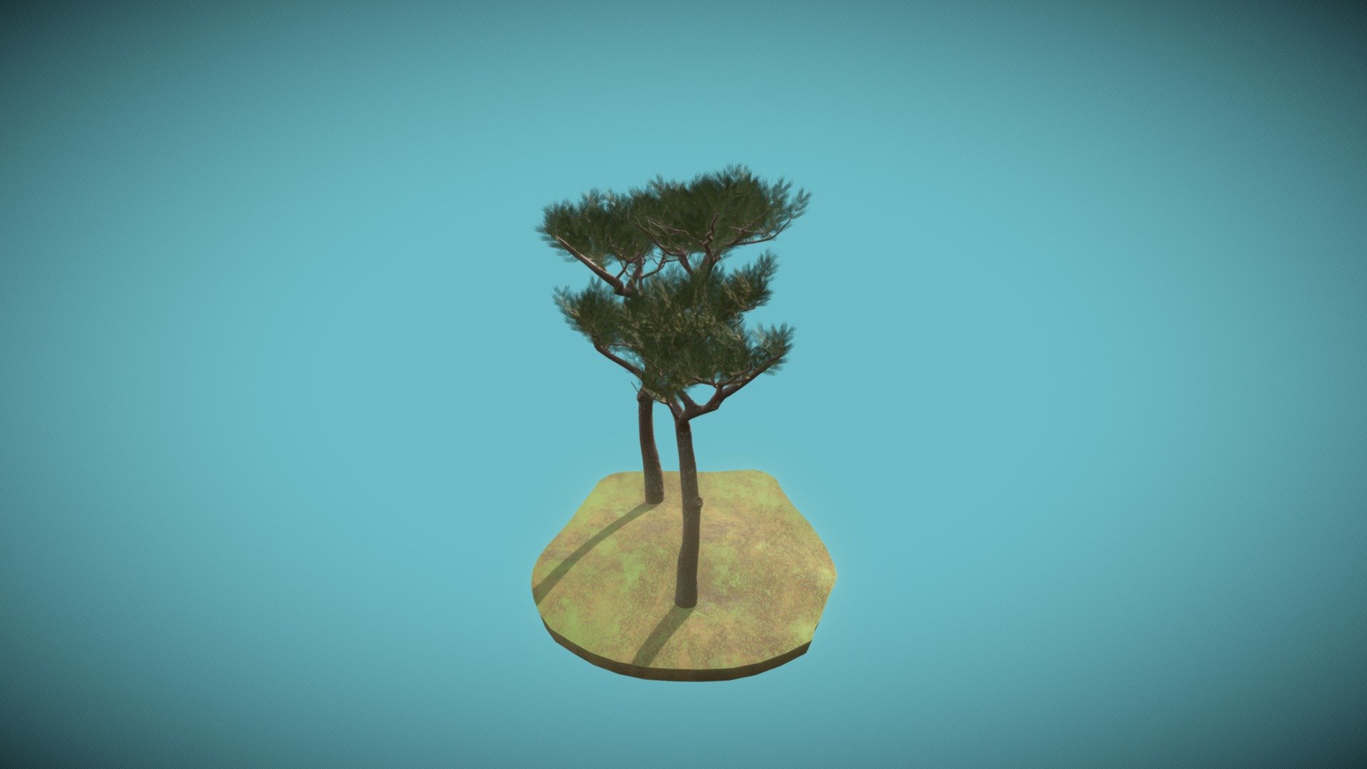 Umbrella pine