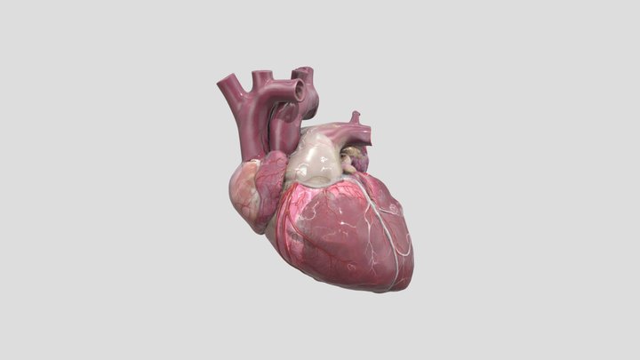 Heart Anatomy 3D Model