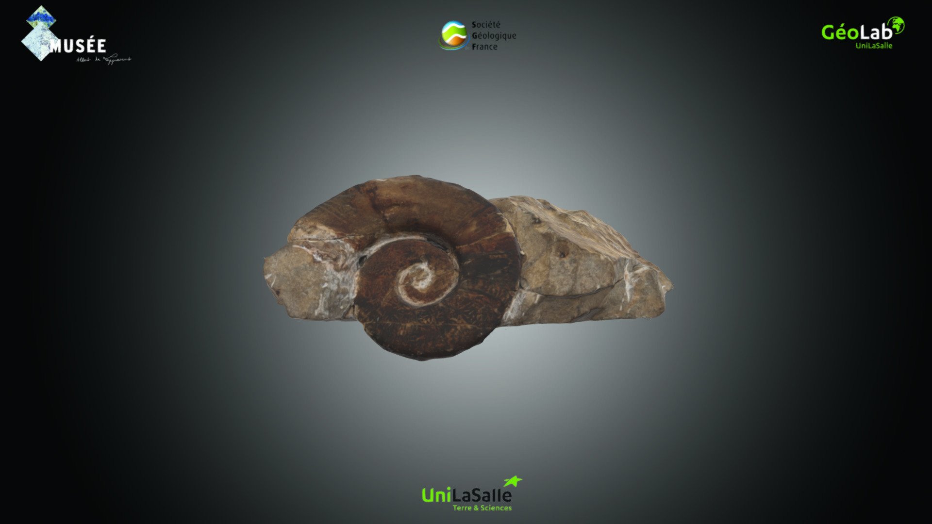 Ammonite - Crioceras sp.
