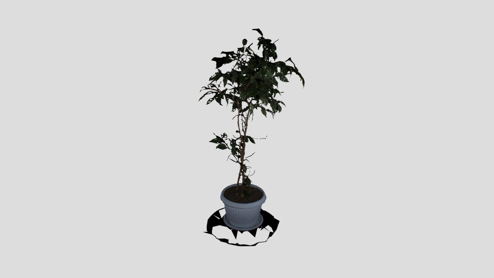 ZEPHYR PLANT RAW