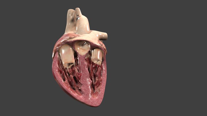 Heart animation 3D Model