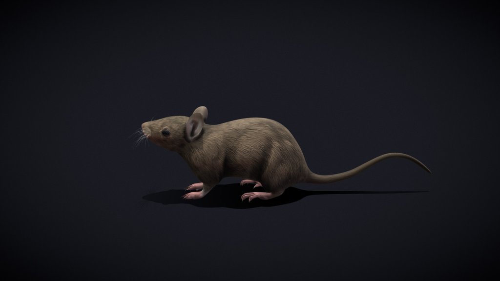 House Mouse