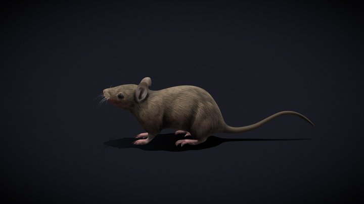 House Mouse 3D Model
