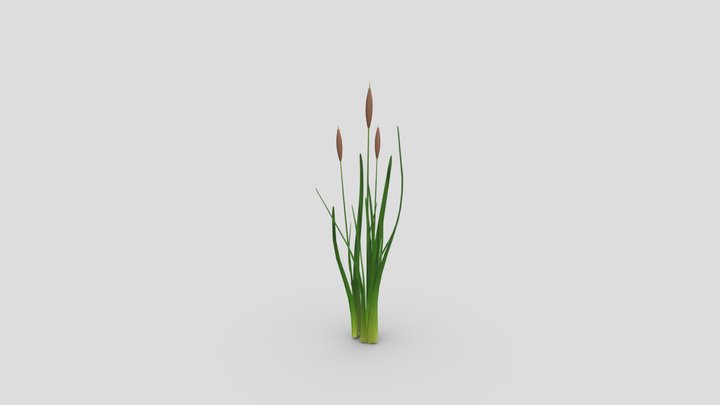 Underwater plant – Free 3D Model STL