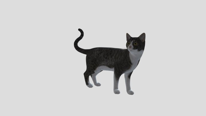 Cat 3D Model