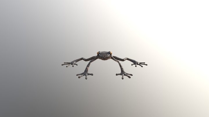 Frog Project 3D Model