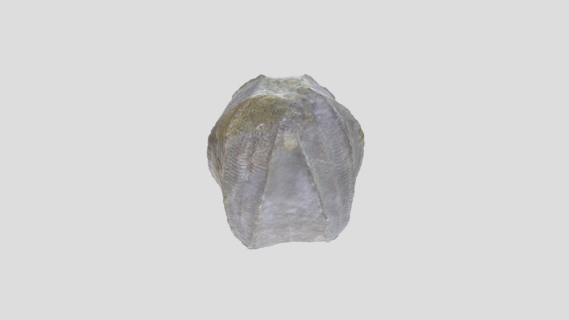 Unknown Fossil