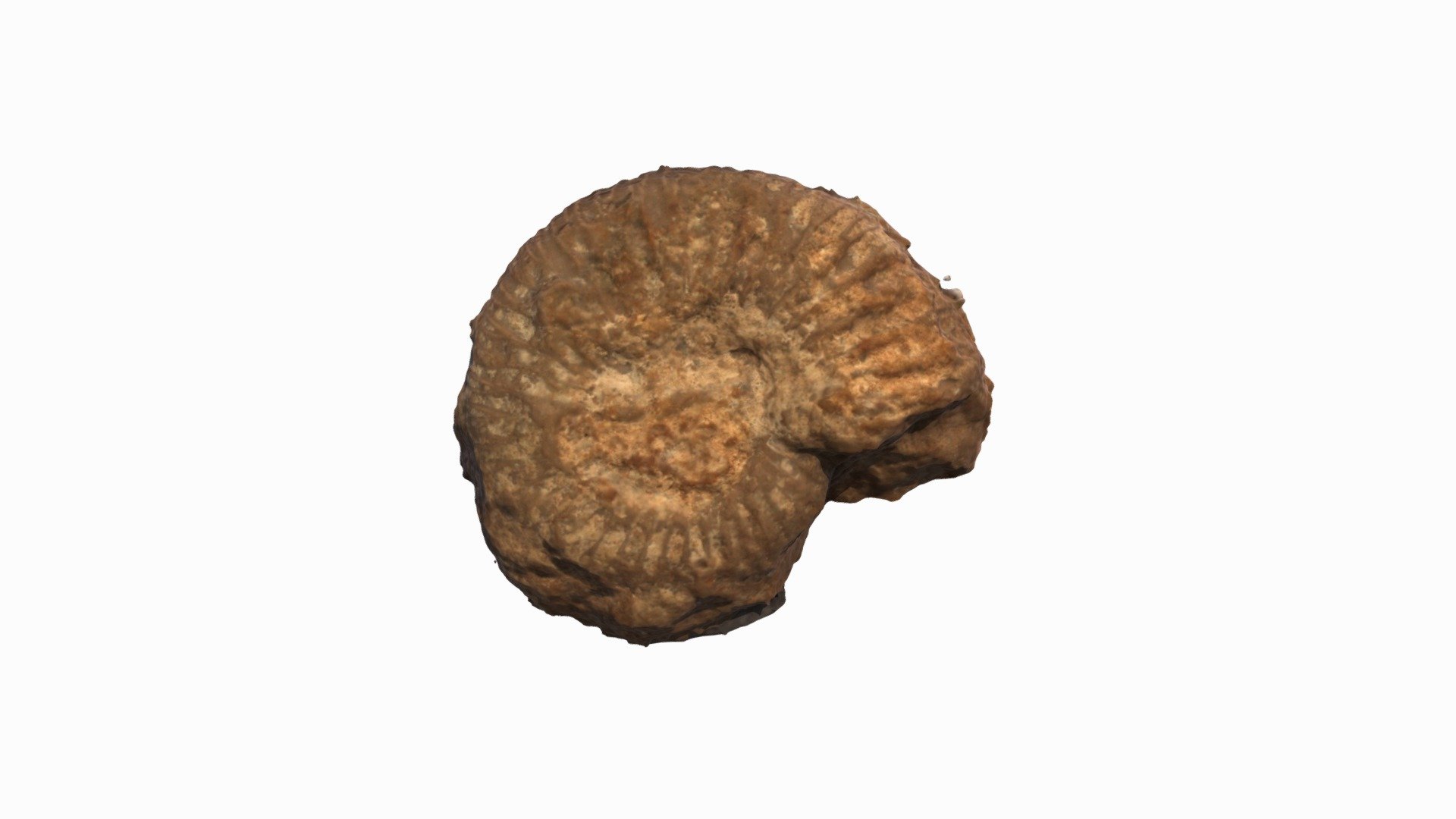 Ammonite
