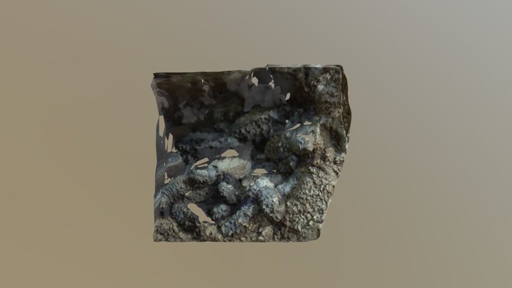 Sea Turtles 3D Model