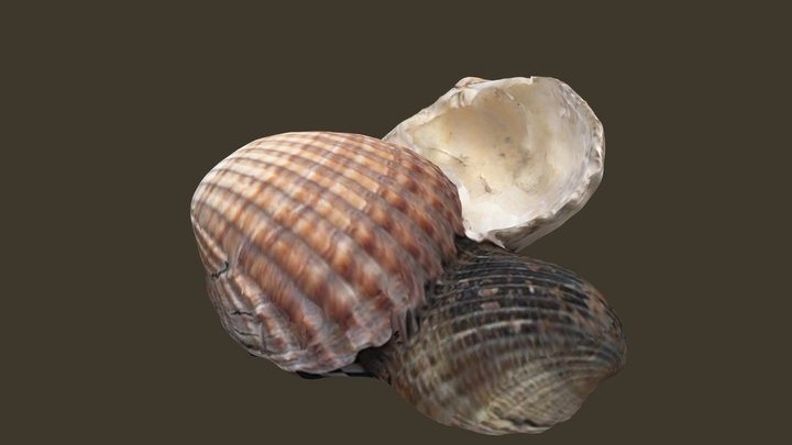 Some shells 3D Model