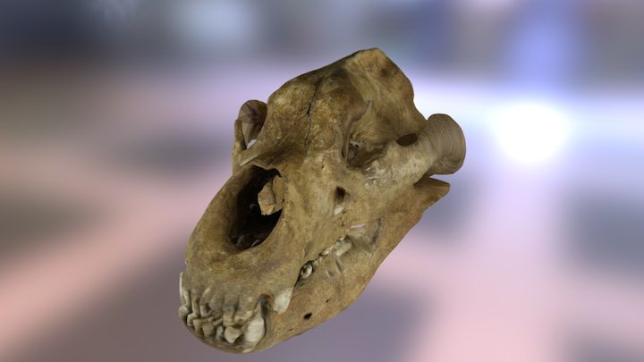 Ursus spelaeus 3D Model