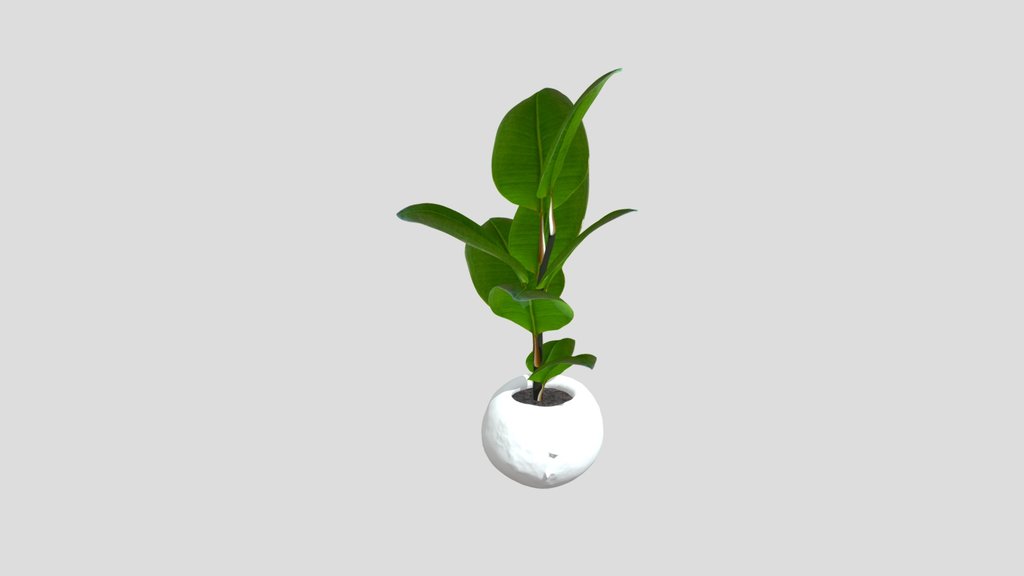 Small Ficus