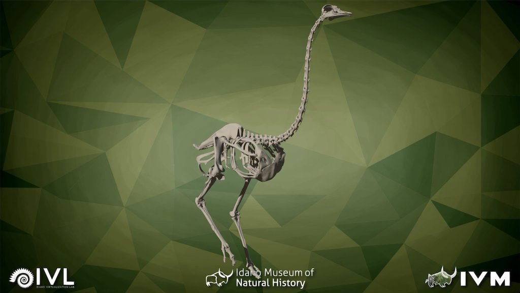 Ostrich