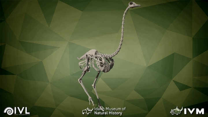 Ostrich
