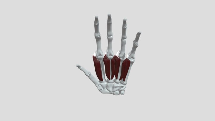 Lumbricals 3D Model
