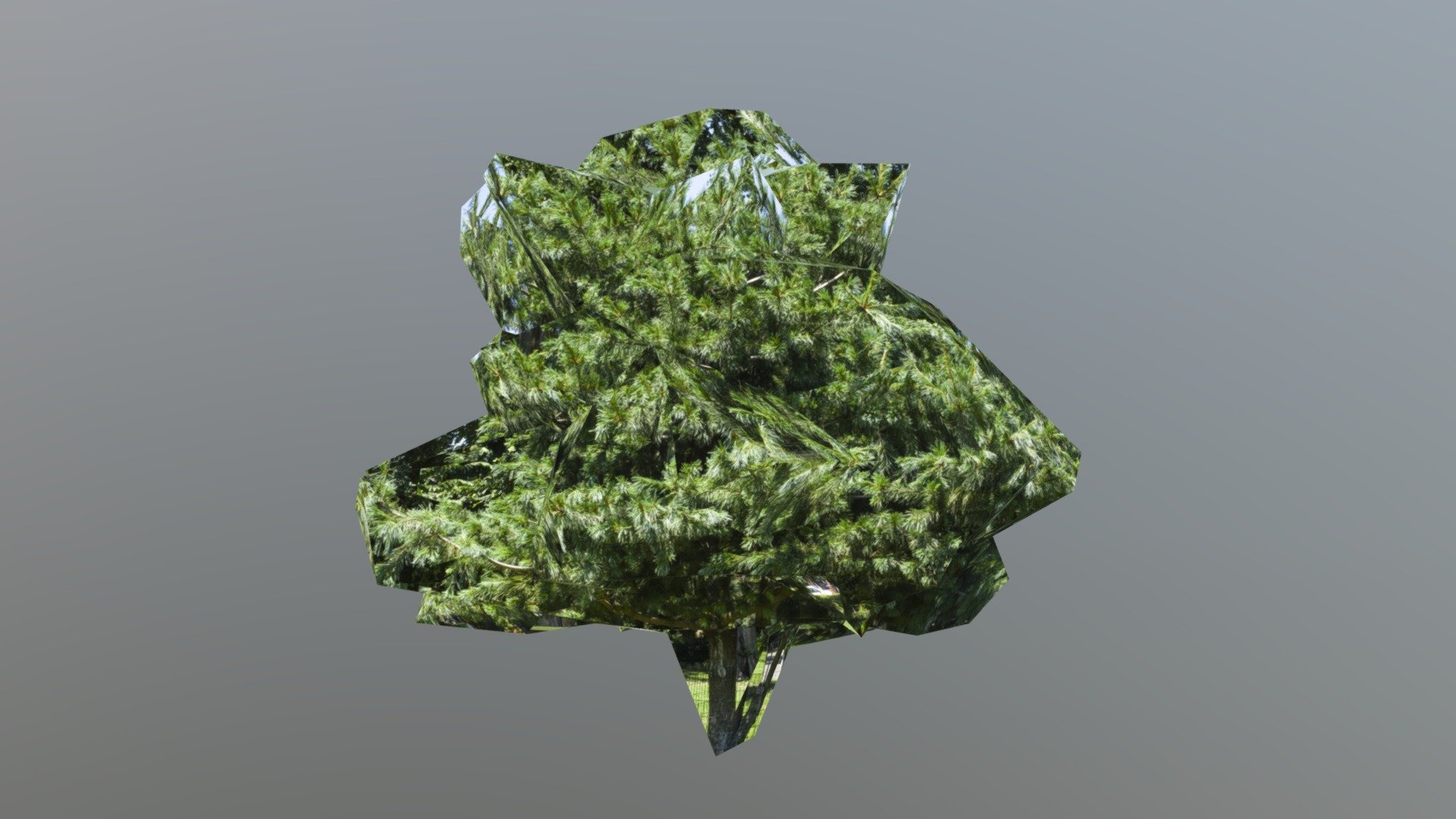 190715_tree_ft_greene_01 (2 no texture blending)
