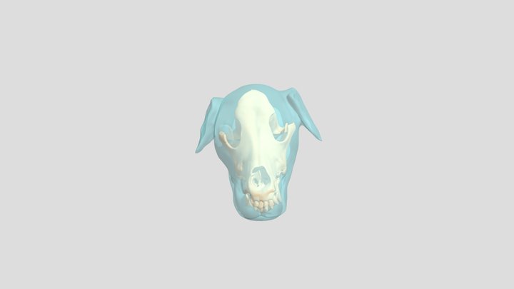 Canine Skull Anatomy - Lateral View 3D Model